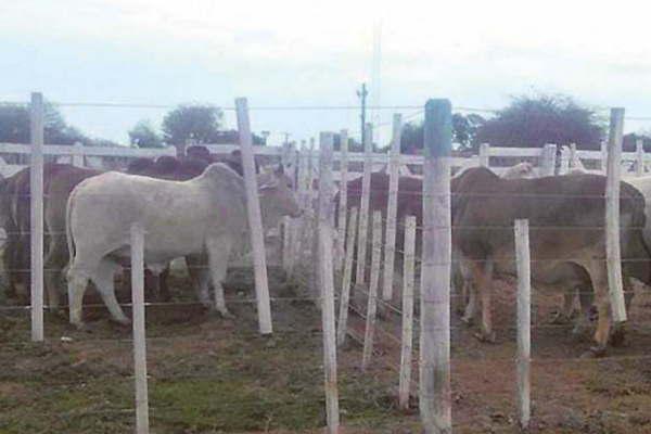 Ruralistas de Campo Gallo haraacuten  una subasta de reproductores el 20