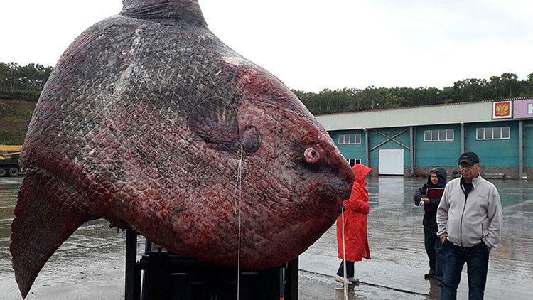 Pescan un monstruoso pez de una tonelada en Rusia