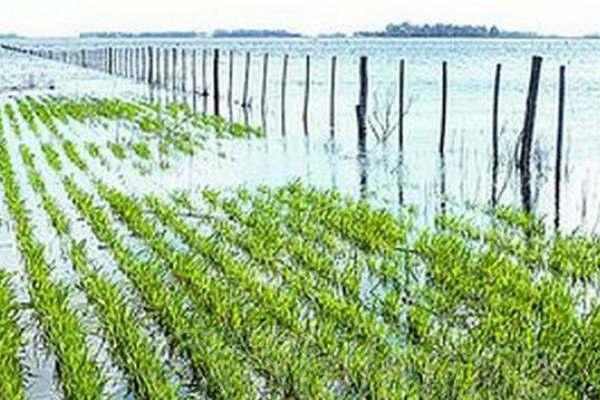 Las lluvias complican  la cosecha de trigo
