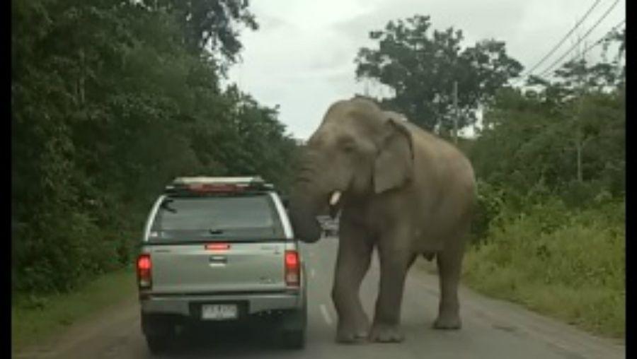 Un elefante arranca el techo de una camioneta en busca de comida