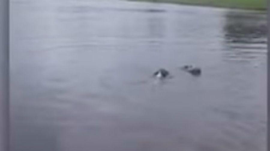 Un perrito se bantildea al lado de un cocodrilo