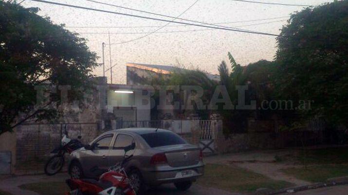 Centenares de langostas invaden la ciudad de Las Termas