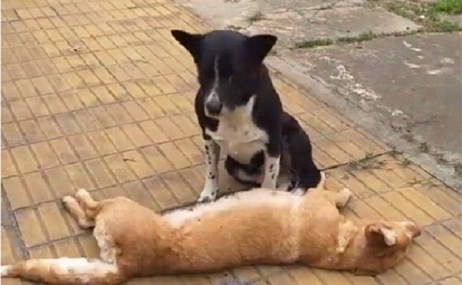 Conmovedor- perro llora sobre el cuerpo de su compantildeera atropellada
