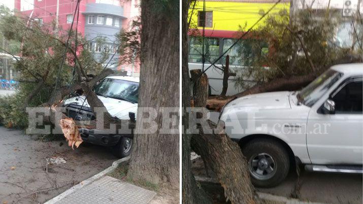Un frondoso rbol cayó sobre una camioneta