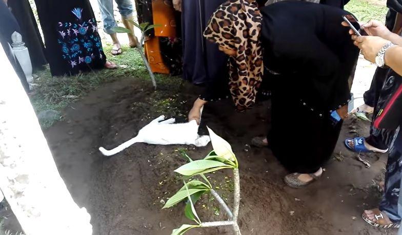 Video- gato impide el uacuteltimo adioacutes a un hombre