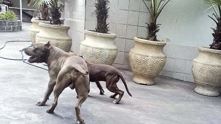 Un perro lastimó de gravedad a un pequeño de 6 años