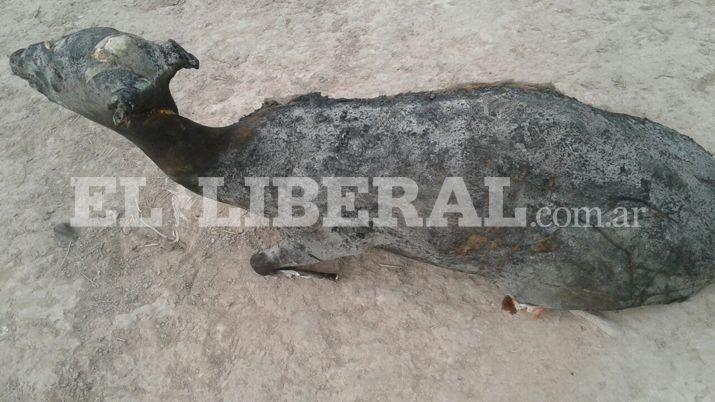 Impactante- encontraron una guasuncha calcinada en Llajta Mauca