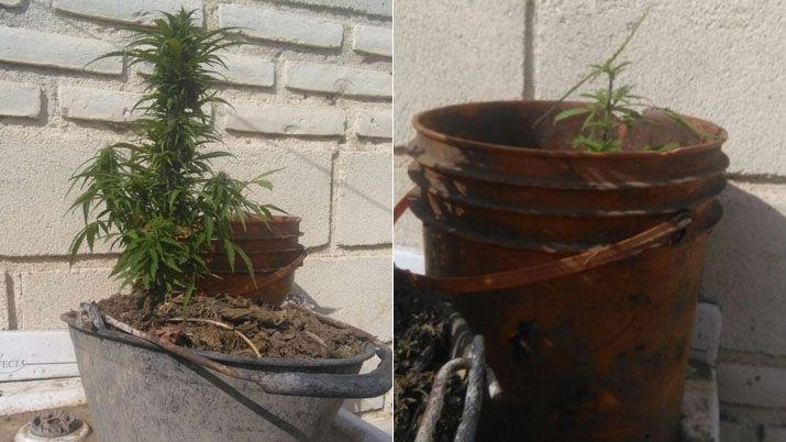 Allanaron su vivienda por una estafa y encontraron marihuana