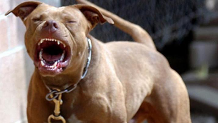 Un pitbull mordioacute a una mujer en el barrio Aeropuerto