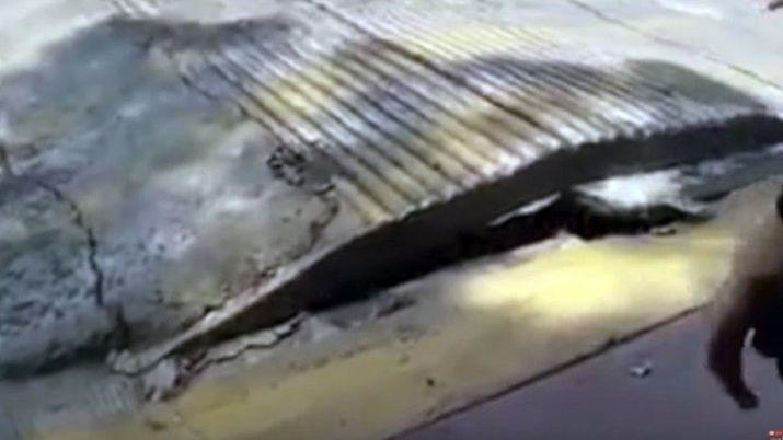 Tremendo video del terremoto en Meacutexico- La tierra respira