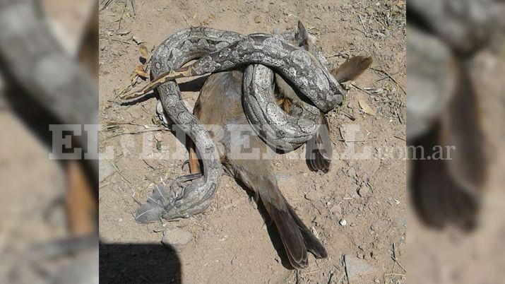 Una viacutebora de gran tamantildeo causoacute temor en Palmas Largas