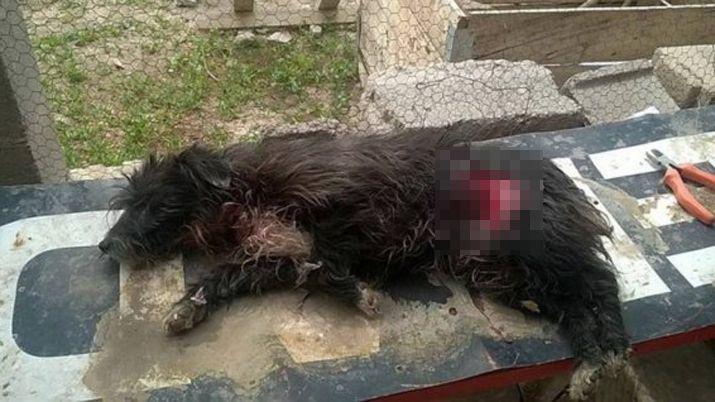 Un perro recibioacute 5 puntildealadas por evitar un robo en su casa