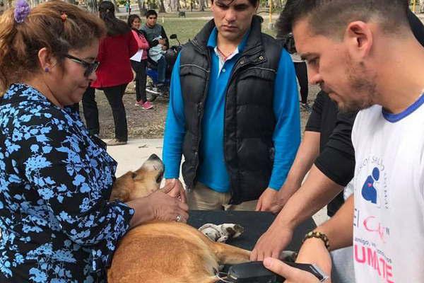 La fundacioacuten Cyac realizoacute nueva castracioacuten gratis de perros y gatos