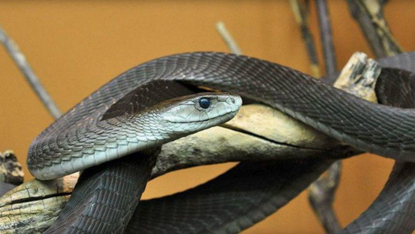 Youtuber se deja picar por una mamba negra luego de que su esposa lo abandonara