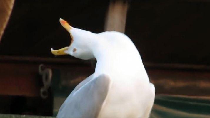 iquestDe doacutende viene el meme de la gaviota que se viraliza en Fcebook