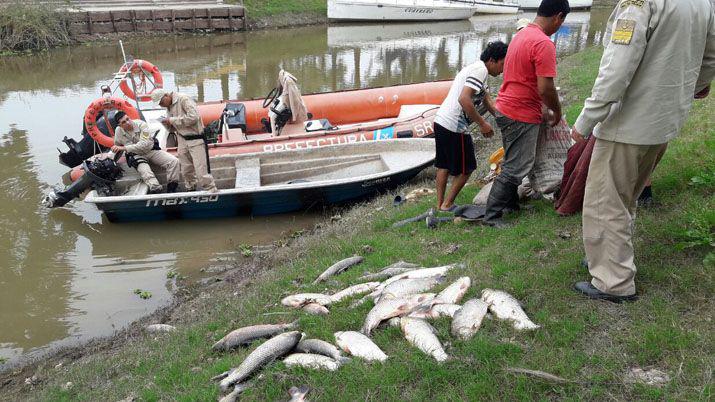 Secuestran redes agalleras y 31 saacutebalos