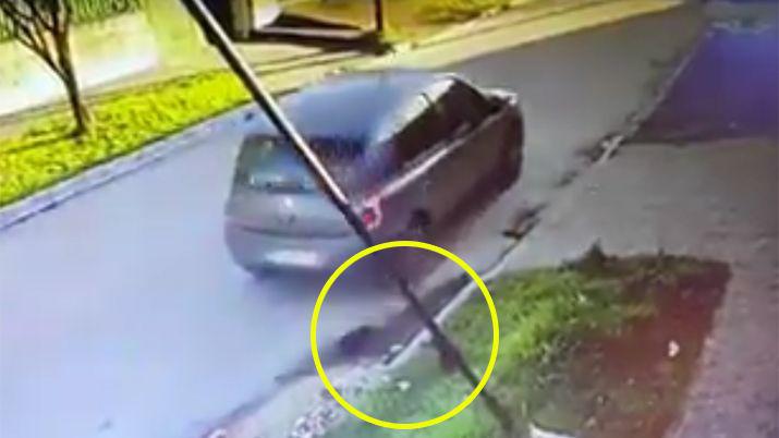 Indignante- tiroacute a dos cachorros a la basura y matoacute a uno al huir