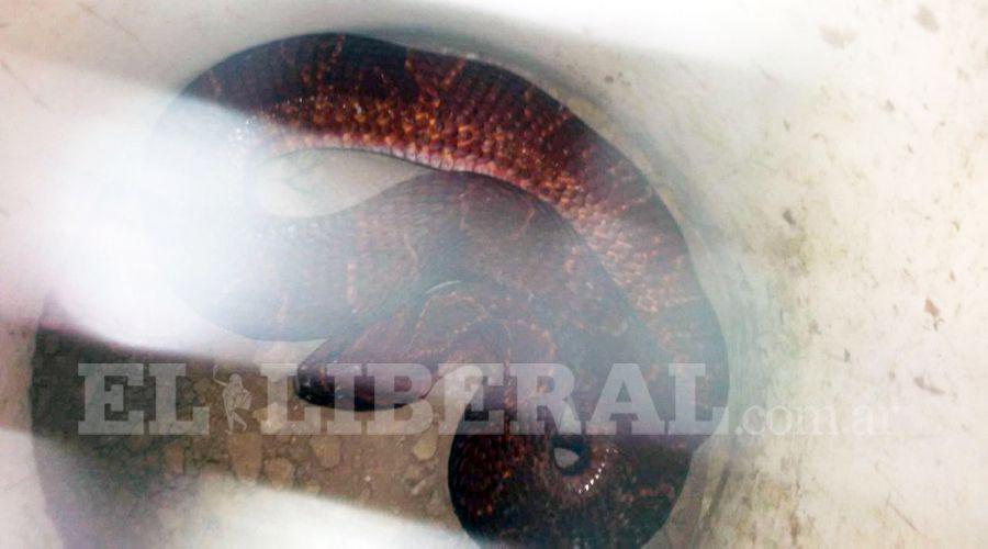 Una extrantildea viacutebora sorprendioacute a vecinos del paraje Los Ralos