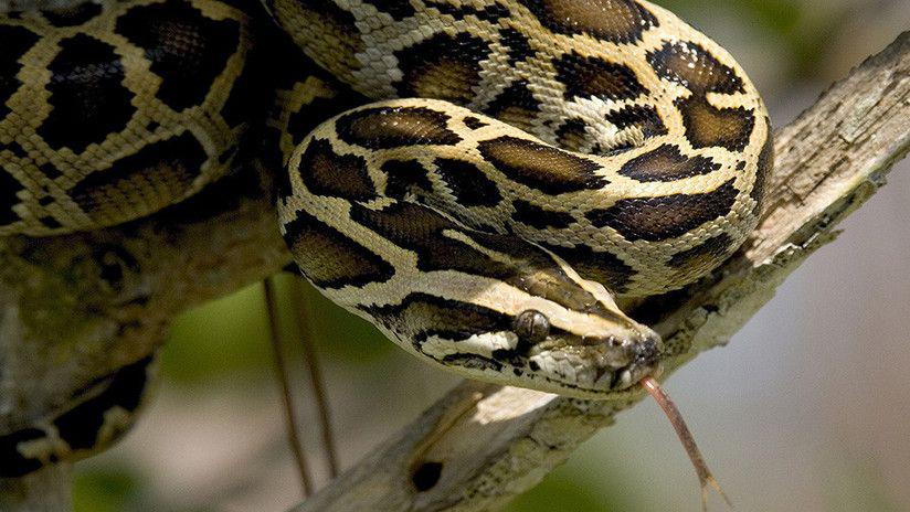 Un hombre gana una sangrienta pelea callejera contra una pitoacuten de siete metros de largo