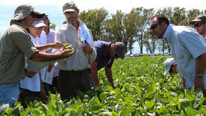 Implementarn una mayor tecnología de semillas en la próxima siembra de soja