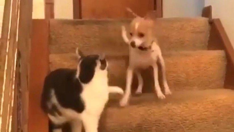 Viral- Un gato presionoacute accidentalmente el botoacuten turbo de un perro