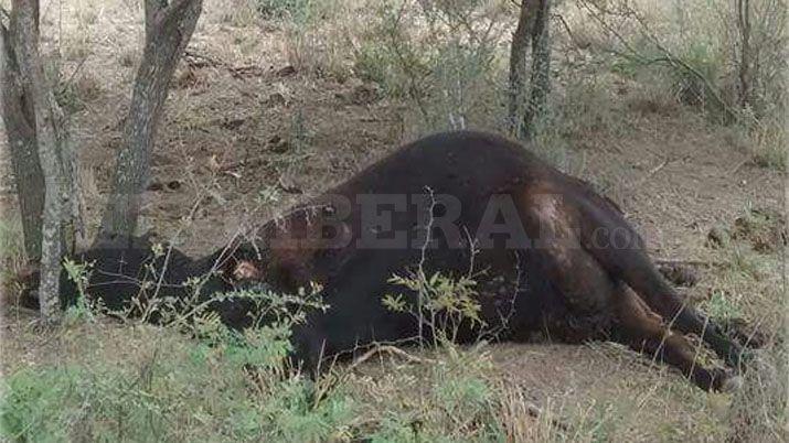 iquestReaparecioacute el chupacabras- Encuentran animales mutilados en Salavina