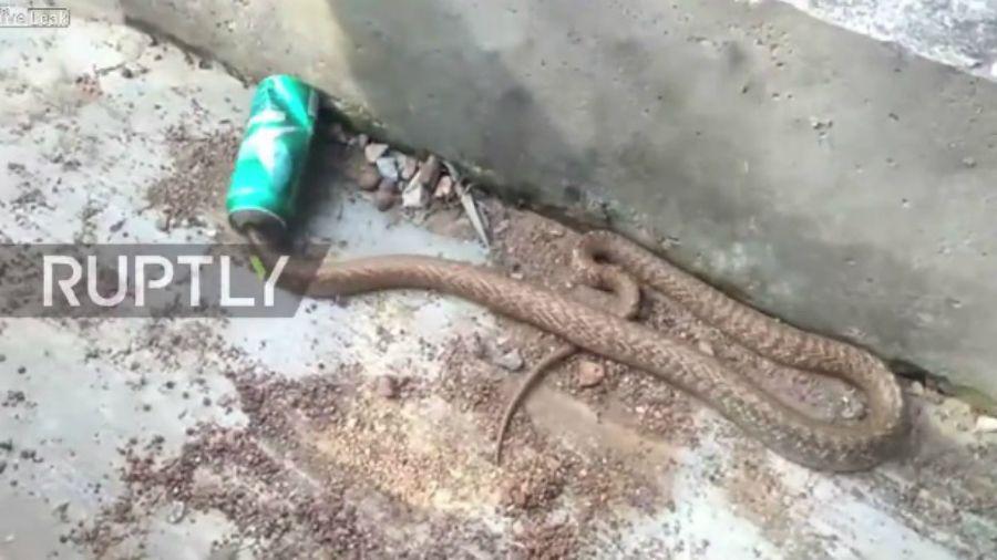 Rescatan a una serpiente atrapada en una lata de cerveza