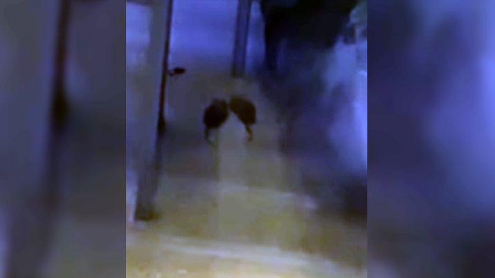 VIDEO  Cerraron un restoraacuten por monstruosas ratas entre los clientes