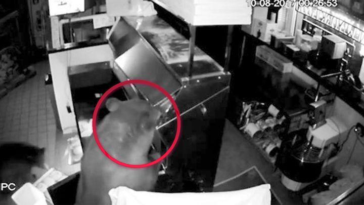 Osos hambrientos asaltan en una pizzeriacutea
