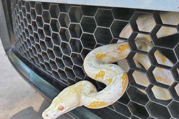 Insoacutelito- fue a votar con una pitoacuten en la parrilla del auto