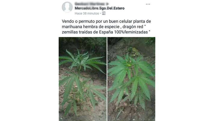 Indignacioacuten en Facebook por un usuario que vende marihuana