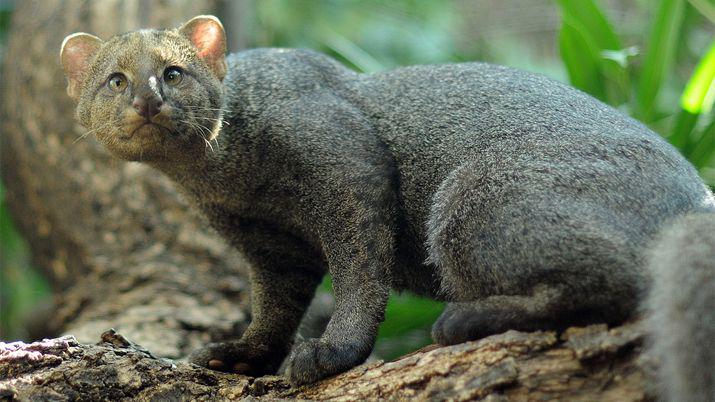 Insoacutelito- hallaron a un puma en el patio de una casa