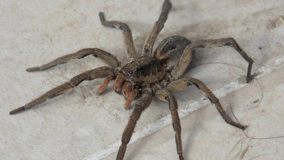 Fue al hospital por un dolor de cabeza y le sacaron una arantildea viva