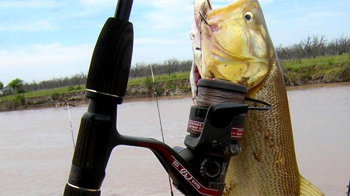 Por un antildeo no se podraacute pescar dorados en el Dulce
