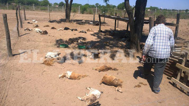 Encontraron 55 cabritos muertos en Quimilí