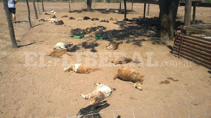 Encontraron 55 cabritos muertos en Quimiliacute