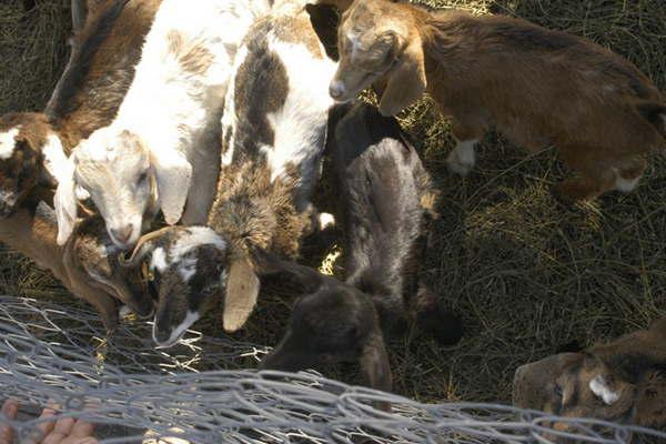 Ni las cabras se salvan de los delincuentes en Los Villagras