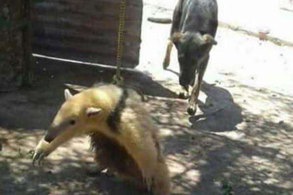 Puso en venta un oso hormiguero y generoacute indignacioacuten en las redes sociales