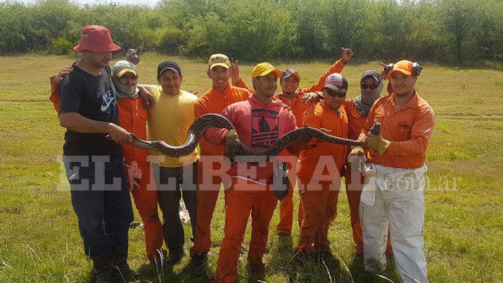 Encontraron una lampalagua de 25 metros y la devolvieron al monte