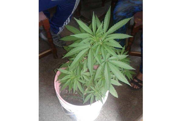 Encontraron cocaiacutena y una planta de marihuana en la casa de ex basquetbolista