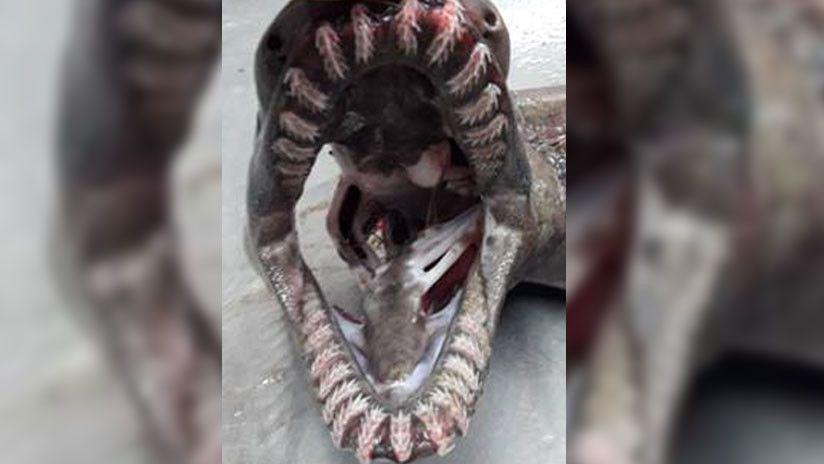 Atrapan a una misteriosa criatura marina de maacutes de 80 millones de antildeos