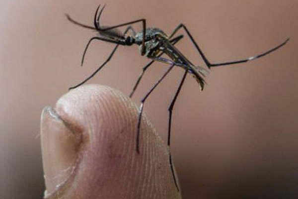 Impedir la proliferacioacuten del Aedes es la gran prevencioacuten 