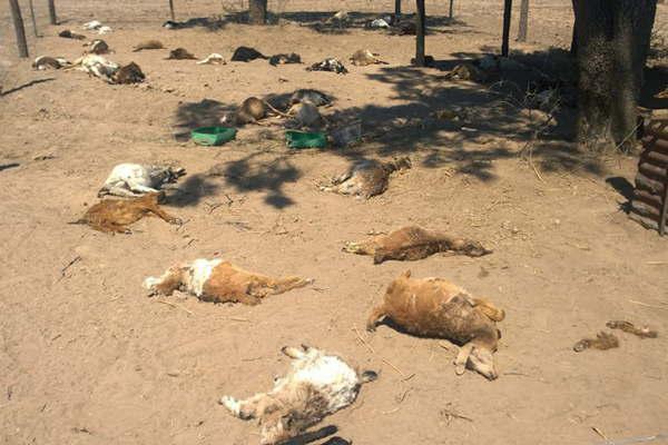 Tercer ataque de la supuesta leona en Quimiliacute- matoacute un Pitbull y tres chanchos