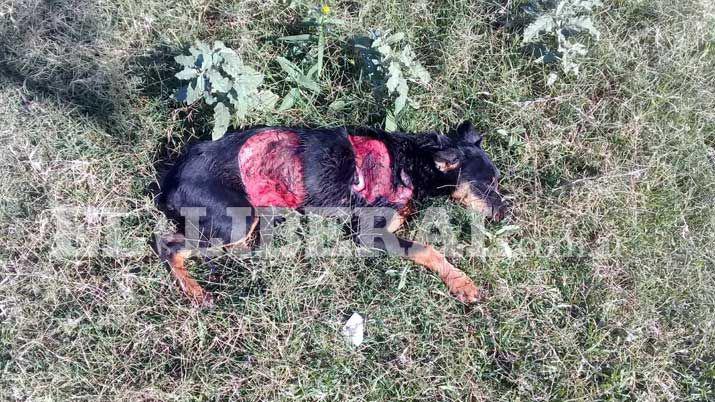 Brutal agresioacuten a un perrito en Antildeatuya