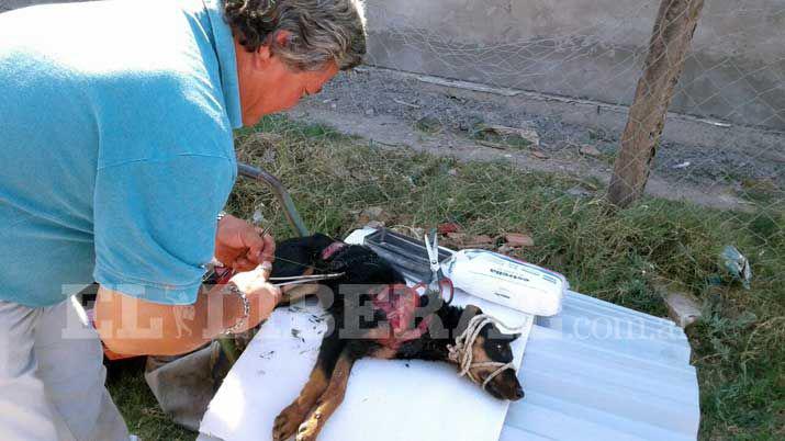 Ni aacutecido ni agua hervida- El perrito fue despellejado