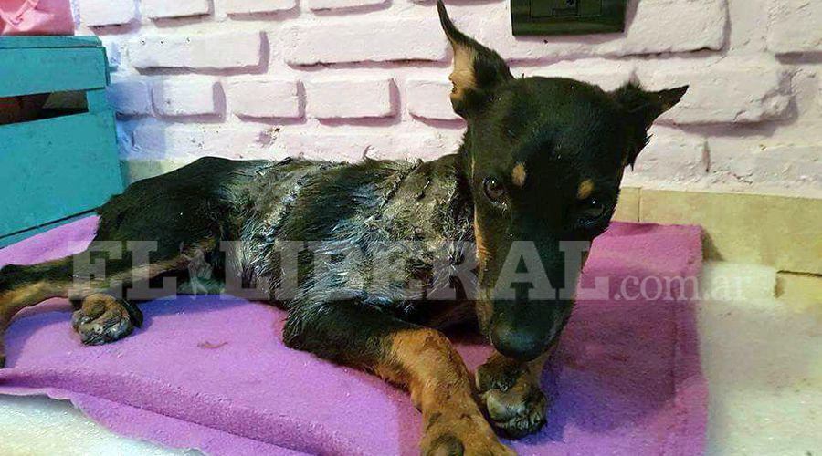 Se recupera la cachorra despellejada en Antildeatuya