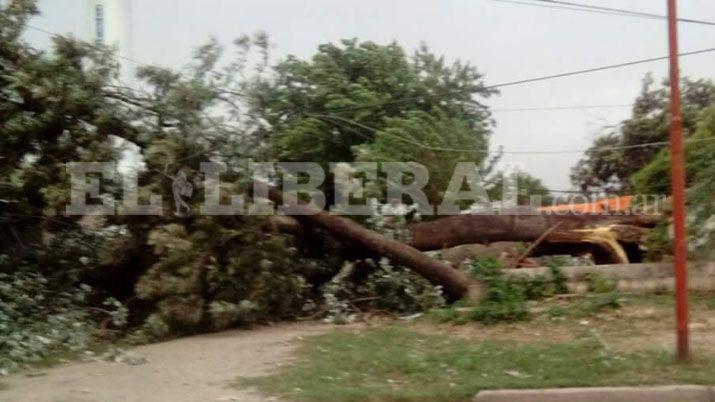 En Frías el fuerte viento derribó rboles