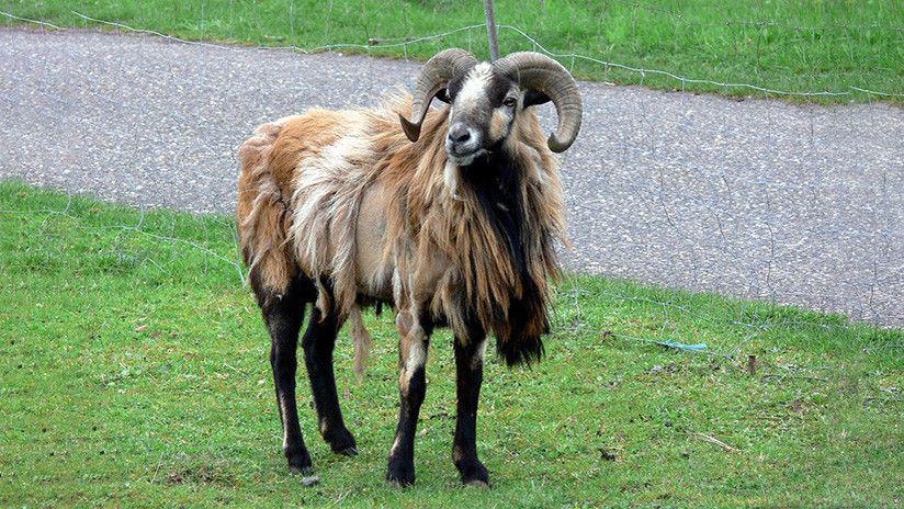 Una oveja salvaje provoca un choque en cadena