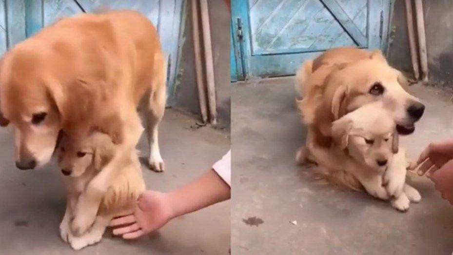Una perra protegiendo a su cachorro enternece las redes