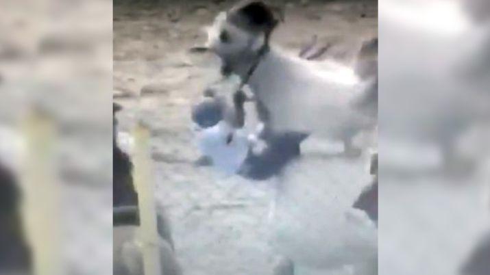 VIDEO Un jinete de 17 antildeos murioacute aplastado por un caballo